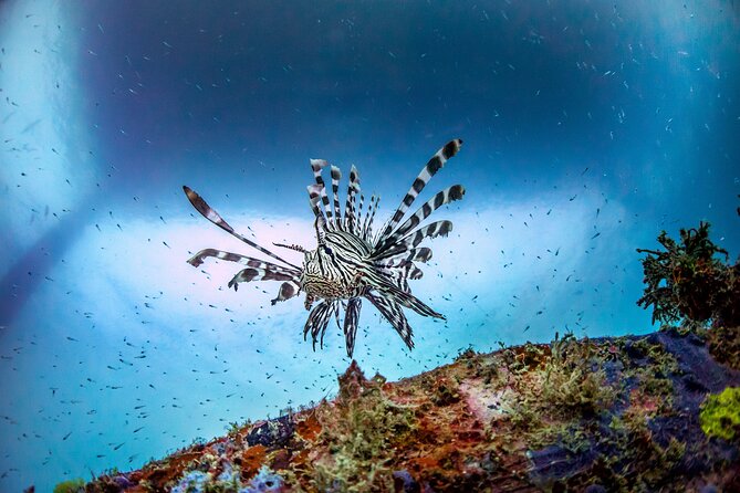 (2 Dives) Discover Scuba Diving Kota Kinabalu - Reaching Jesselton Point before the boat leaves