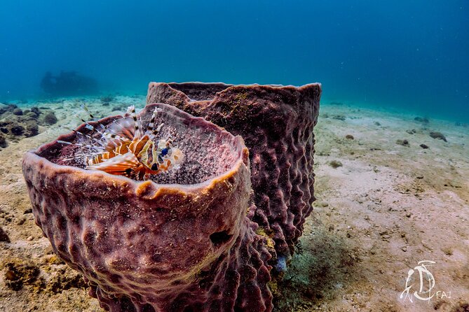 (2 Dives) Discover Scuba Diving Kota Kinabalu - Equipment, group size, and comfort