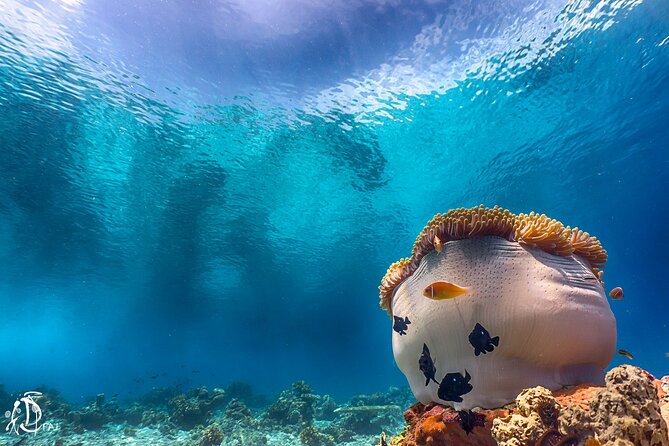 (2 Dives) Discover Scuba Diving Kota Kinabalu - Who should book this Kota Kinabalu experience?