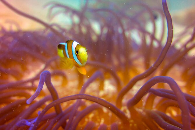 (2 Dives) Discover Scuba Diving Kota Kinabalu - Lunch on Sapi Island and the second boat session