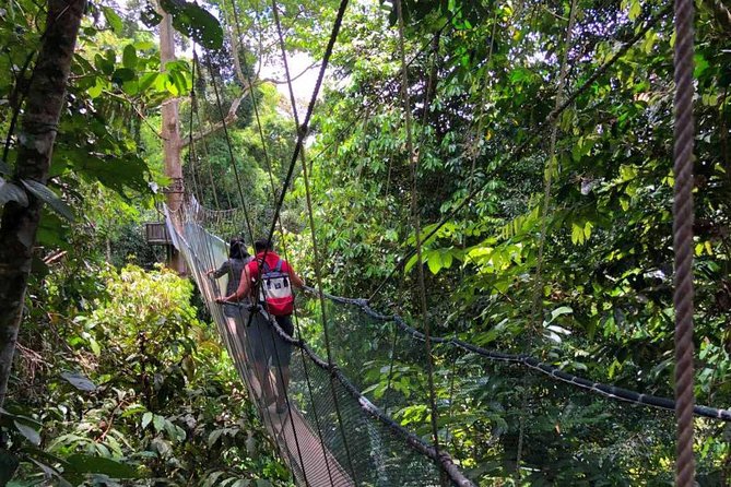 2d1n Kinabalu Park & Poring Canopy Walk & Desa Cow Farm Tour - Overnight accommodation and the value of included meals