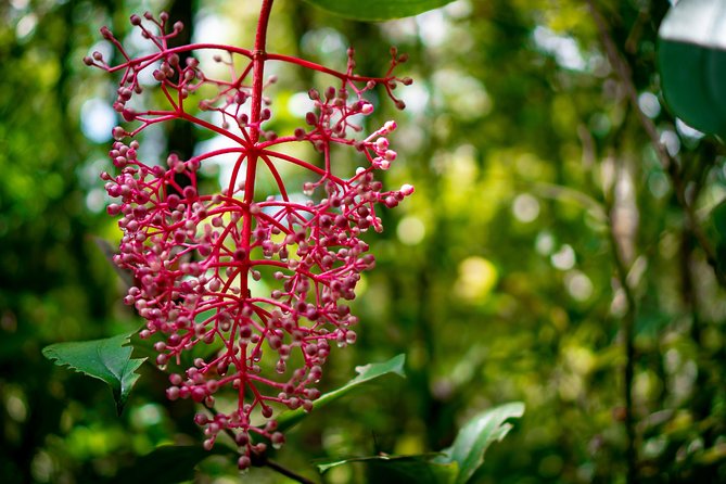 2d1n Kinabalu Park & Poring Canopy Walk & Desa Cow Farm Tour - Desa Dairy Farm in the Mount Kinabalu foothills