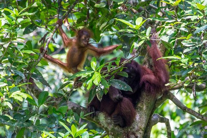 2D1N Sandakan Private Tour with Kinabatangan River Cruise - From Sandakan Airport to Sepilok’s Forest