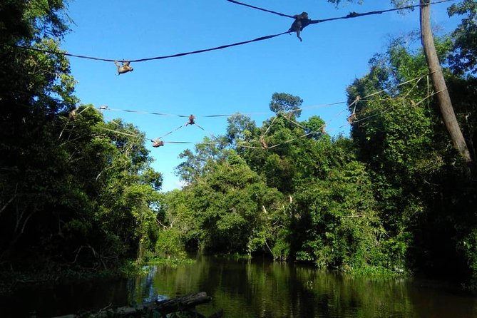 2D1N Sandakan Private Tour with Kinabatangan River Cruise - The Kinabatangan River by Boat