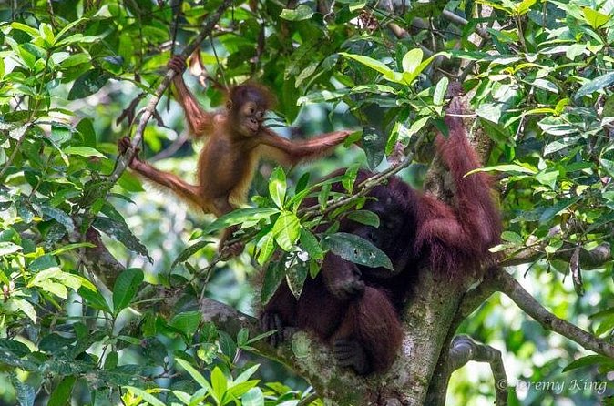 2D1N Sandakan Private Tour with Kinabatangan River Cruise - Meals, Timing, and What to Pack