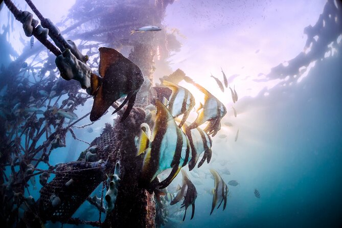 (3 Days) PADI Open Water Diver Course Kota Kinabalu - Three days from classroom to certification