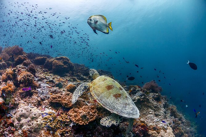 (3 Days) PADI Open Water Diver Course Kota Kinabalu - Day three: final two sessions and the exam