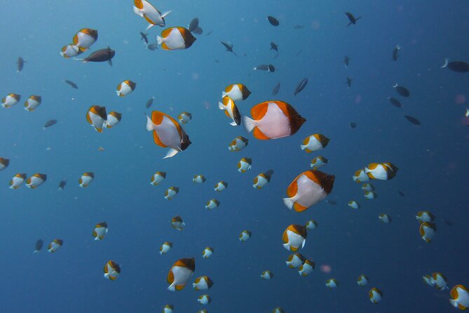3 Semporna Islands Tour with Snorkel or Diving Experience - Pandanan Bay: a quieter final stop