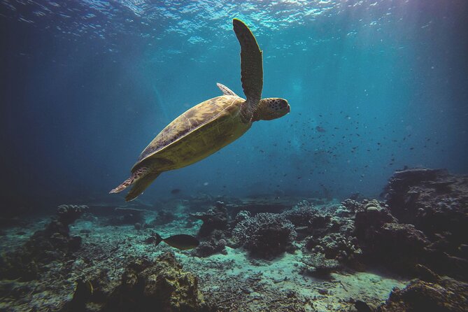 3 Semporna Islands Tour with Snorkel or Diving Experience - What you might see beneath the surface