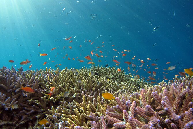 3 Semporna Islands Tour with Snorkel or Diving Experience - The crew, pace, and practical comfort