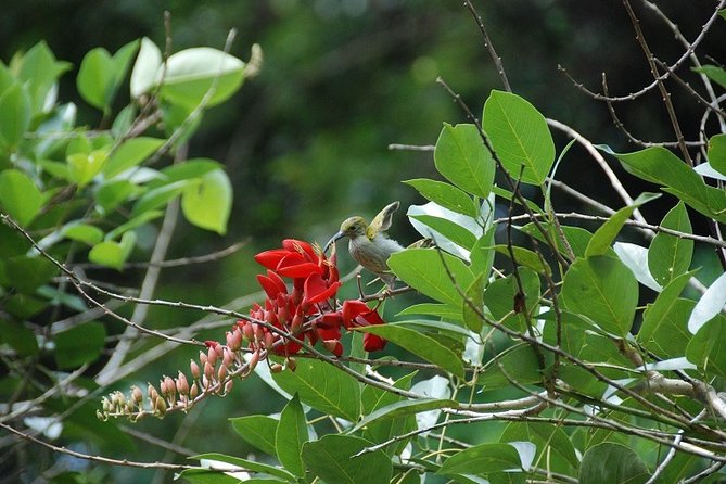 4-Day Jungle Experience in Taman Negara from Kuala Lumpur - Why Taman Negara works well as a four-day escape