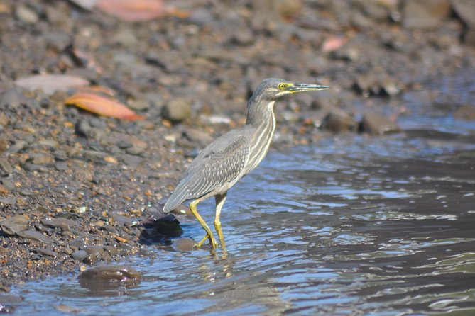 5 Hours Sharing Basis Kilim Mangrove Safari Boat Tour in Langkawi - Why Kilim Geoforest Park works best by boat