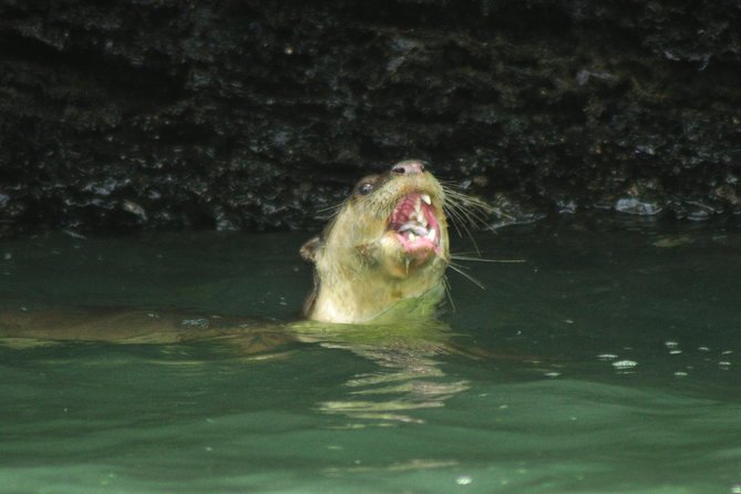 5 Hours Sharing Basis Kilim Mangrove Safari Boat Tour in Langkawi - Entering the mangrove channels