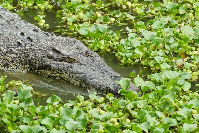Adventure Combo - What the 90-minute Crocodile Adventureland visit is like