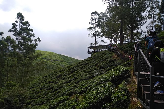 Amazing Cameron Highland Day Tour From Kuala Lumpur - Raju Hill Strawberry Farm and the taste of highland farming