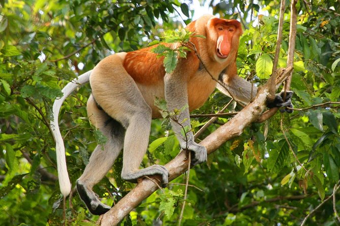 Bako National Park from Kuching City - From Kuching to Bako fishing village