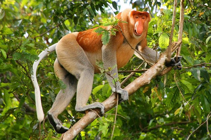 Bako National Park from Kuching City - Proboscis monkeys and the wildlife search