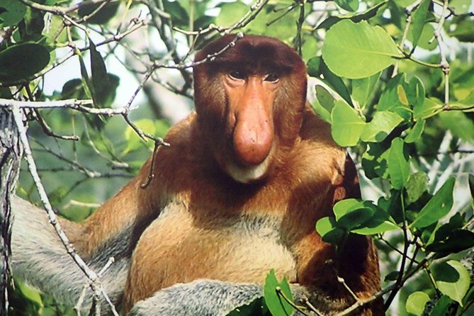 Bako National Park - The rainforest walk and the art of spotting animals