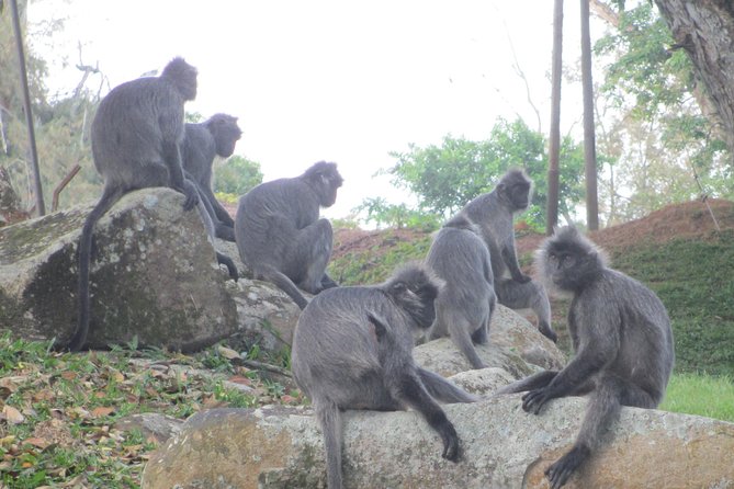 Batu Caves,Hot Spring, Monkey & Fireflies Tour with Dinner - Who should book this Kuala Lumpur day trip?
