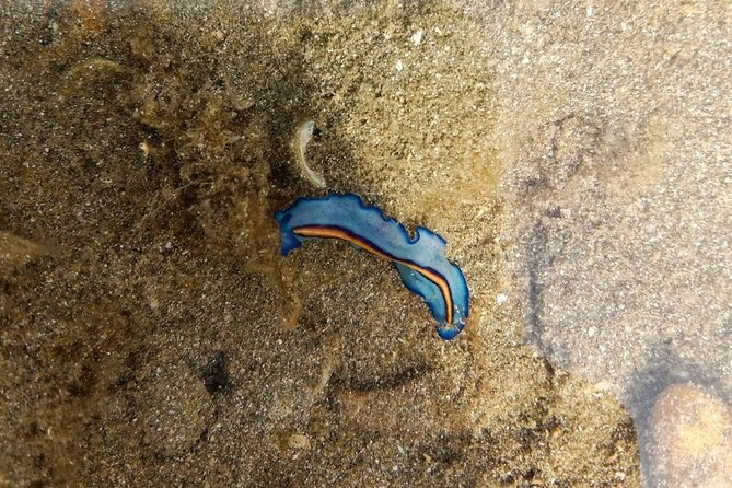 Beachlife & Tidepool Discovery at Desaru Coast Johor |JungleWalla - What makes this short walk worth your time