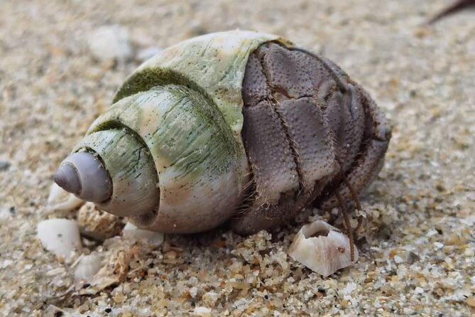 Beachlife & Tidepool Discovery at Desaru Coast Johor |JungleWalla - Through the forest to the shore