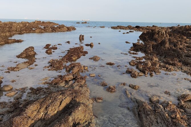 Beachlife & Tidepool Discovery at Desaru Coast Johor |JungleWalla - What the guide adds
