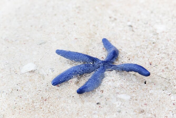 Beachlife & Tidepool Discovery at Desaru Coast Johor |JungleWalla - Starting at Desaru Coast Beach Walk