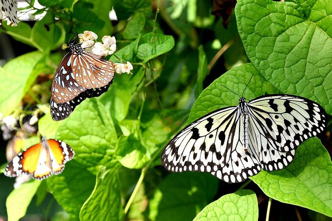 Bird Park & Butterfly Farm Nature Include All Entrance Tour From Kuala Lumpur - Three Lake Gardens attractions in one short outing