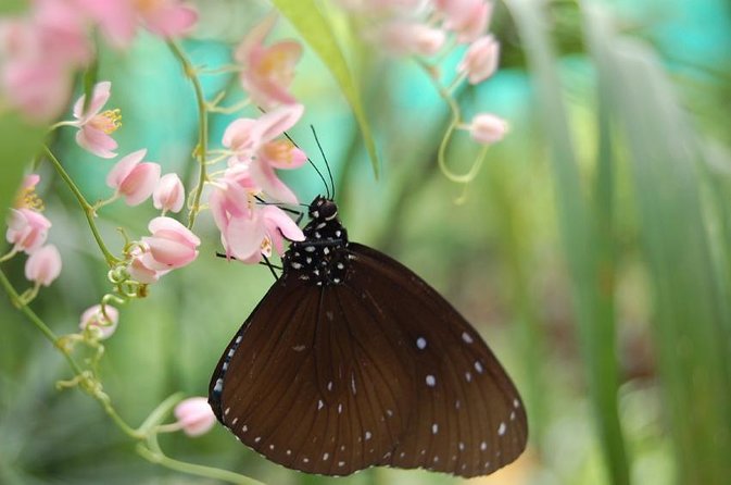 Bird Park & Butterfly Farm Nature Tour From Kuala Lumpur - Key Points to Know Before You Book
