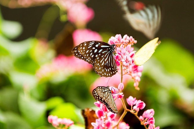 Bird Park & Butterfly Farm Nature Tour From Kuala Lumpur - Transport, Timing, and the Driver Question