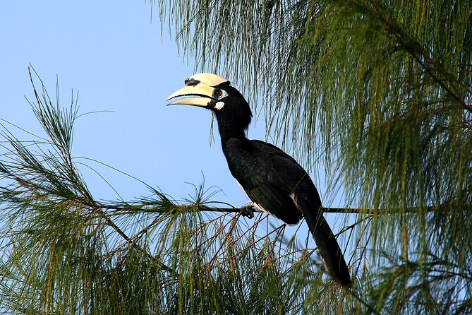 Birdwatching: Desaru's Winged Gems - A private tour with a naturalist guide