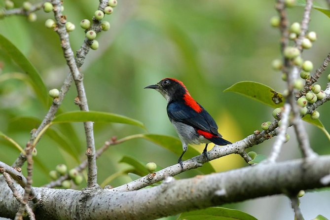 Birdwatching Tour in Langkawi - Key points at a glance