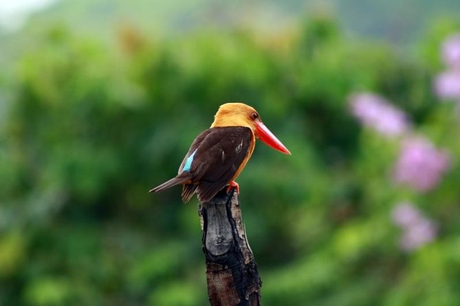 Birdwatching Tour in Langkawi - From village ponds to rainforest slopes
