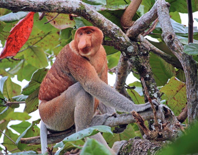 Bongawan River Cruise: Proboscis Monkey & Fireflies Mangrove - Guides are the strongest part of the service