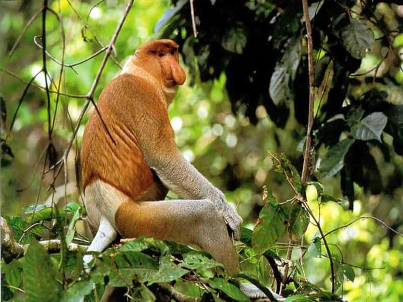 Bongawan Wetland: Proboscis Monkey and Fireflies Shared Tour - From Kota Kinabalu to the Bongawan mangroves