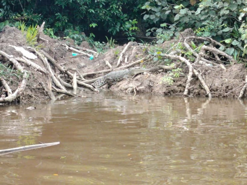 Bongawan Wetland: Proboscis Monkey and Fireflies Shared Tour - Dinner with a local touch