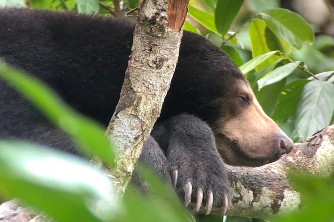 Bornean Sun Bear Conservation Centre & Sepilok Orang Utan Rehab Centre Tour - The 8 a.m. Start and Hotel Pickup