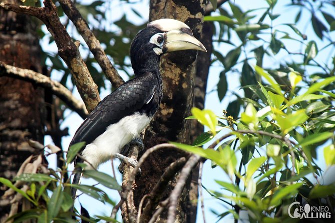 Borneo Kinabatangan River Cruise Day Trip - Dinner at a local lodge