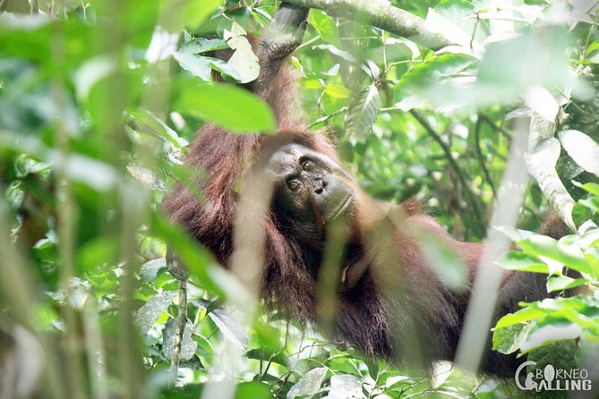 Borneo Kinabatangan River Cruise Day Trip - Who should book this Kinabatangan outing?