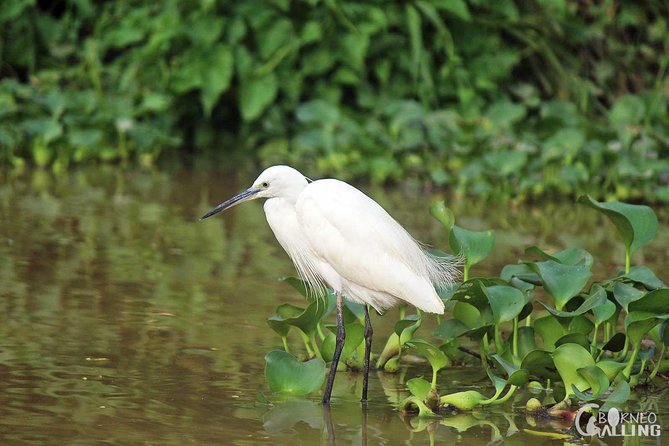 Borneo Kinabatangan River Cruise Day Trip - A quiet wait beside the Kinabatangan