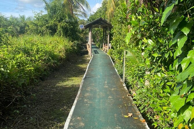 Borneo (Klias) River Cruise & Fireflies Tour - The first river cruise and Sabah’s odd-looking monkeys