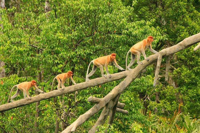 Borneo (Klias) River Cruise & Fireflies Tour - The 1pm pickup and two-hour ride south