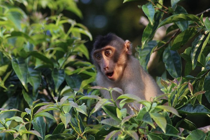 Borneo Wildlife Tour 2 Days 1 Night At Tanjung Bulat Jungle Camp Kinabatangan - Why one night at Tanjung Bulat can be enough