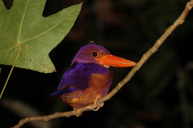 Borneo Wildlife Tour 2 Days 1 Night At Tanjung Bulat Jungle Camp Kinabatangan - Local dinner at 7pm