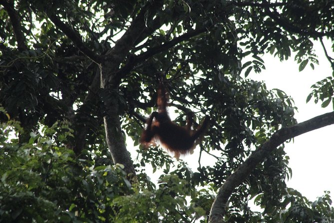 Borneo Wildlife Tour 3 Days 2 Nights At Tanjung Bulat Jungle Camp Kinabatangan - What makes this jungle stay worth considering