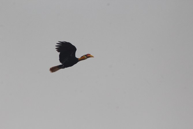 Borneo Wildlife Tour 3 Days 2 Nights At Tanjung Bulat Jungle Camp Kinabatangan - Day two: the best morning for river wildlife