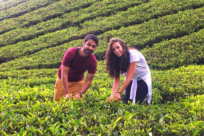 Cameron Highland Best Day Tour from Ipoh with Lunch ( Day Trip) - Lunch and local food along the route