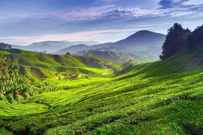 Cameron Highland Day Tour From Kuala Lumpur With Lunch Local food - Cameron Valley Tea puts the hills in perspective