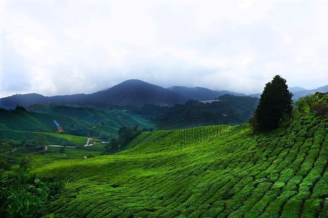 Cameron Highland Day-Trip from Kuala Lumpur - Why Cameron Highlands works as a day trip