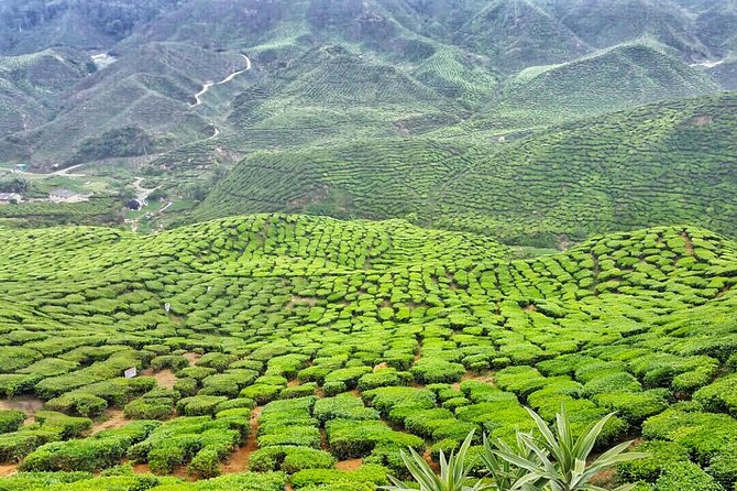 Cameron Highland Full Day Tour from KL City (Private) - Why Cameron Highlands makes a worthwhile day trip